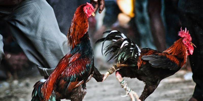 Giới thiệu về trực tiếp đá gà cựa dao và cách thức tham gia