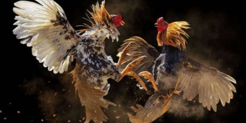 Giới thiệu về trực tiếp đá gà cựa dao và cách thức tham gia