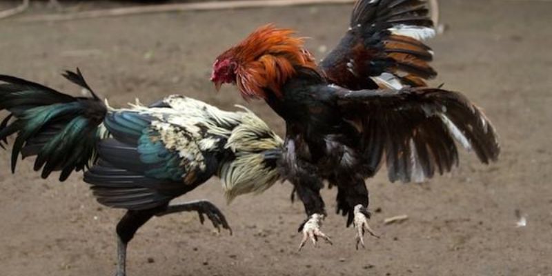 Giới thiệu về trực tiếp đá gà cựa dao và cách thức tham gia